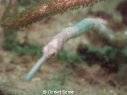 Longnose Pipefish in White by Daniel Sasse 